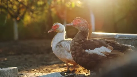 Musk duck Stock Footage 131209673