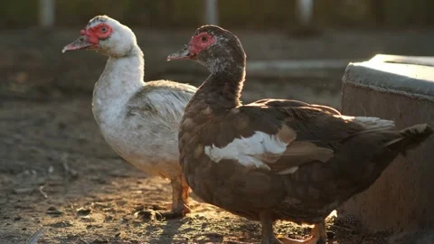 Musk duck Stock Footage 131209704