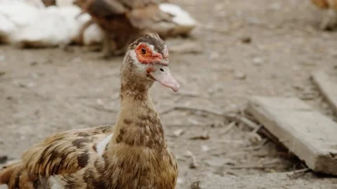 Musk duck Stock Footage 140232871