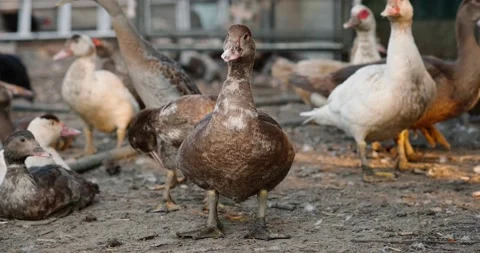Musk duck Stock Footage 140233555