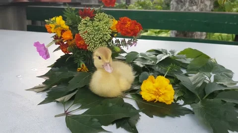 Musk duckling sits on a white table on the leaves of wild grapes Stock Footage 158235677