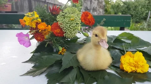Musk duckling sits on a white table on the leaves of wild grapes Stock Footage 158235685