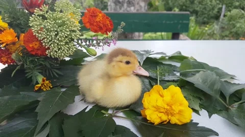 Musk duckling sits on a white table on the leaves of wild grapes Stock Footage 158360280