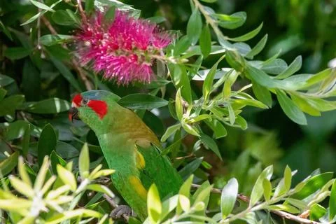 Musk lorikeet Stock Photos