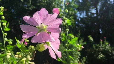 Musk mallow. Stock Footage 157673949