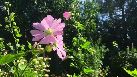 Musk Mallow. Stock Footage 157673951