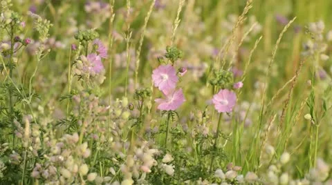 Musk mallow (Malva moschata) Stock Footage 18079804