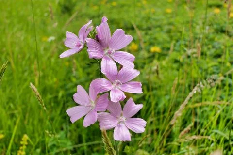 Musk-mallow. Stock Photos