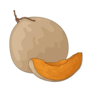 Musk Melon illustration Stock Illustration