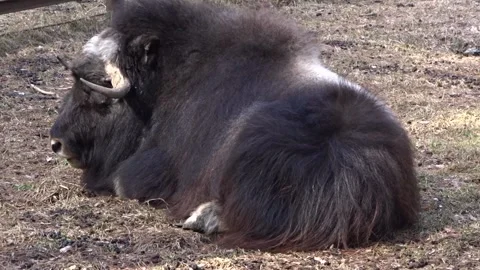The musk ox basks in the sun Stock Footage 274119420