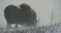 Musk ox in blizzard Vídeos en HD