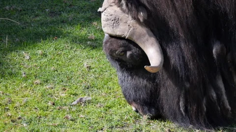 Musk-Ox Eating Stock Footage 64938286
