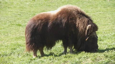 Musk ox Stock Footage 4848642