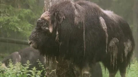 A musk ox Stock Footage 11314895