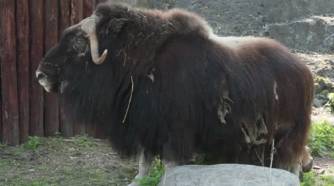 Musk ox Stock Footage 25915979