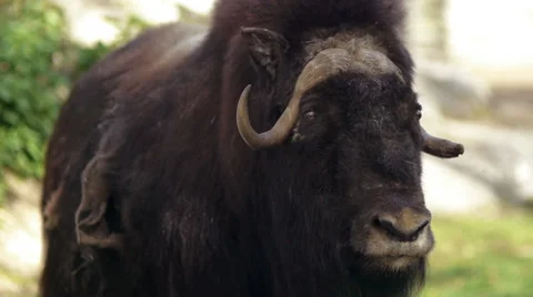 Musk Ox Stock Footage 50098120