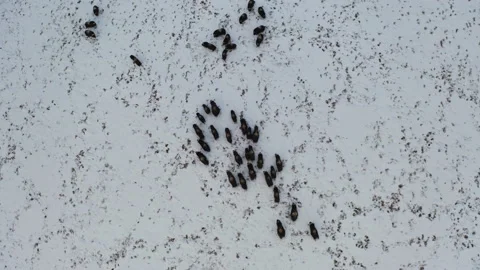 Musk ox Video stock 232207385