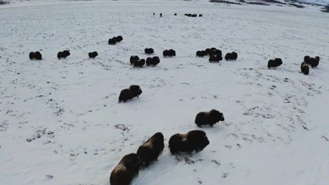 Musk ox Video stock 232207505