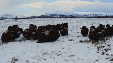 Musk ox Video stock 232207641