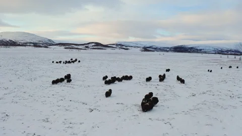 Musk ox Video stock 232207686