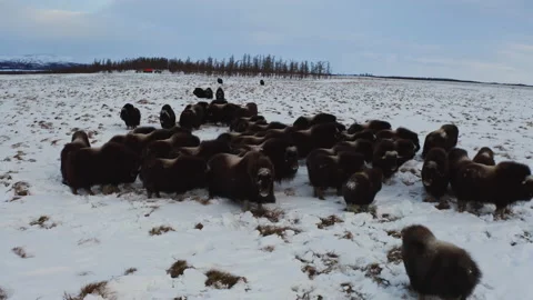 Musk ox Video stock 232207736