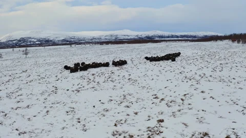 Musk ox Video stock 232208012
