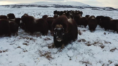 Musk ox Video stock 232208058