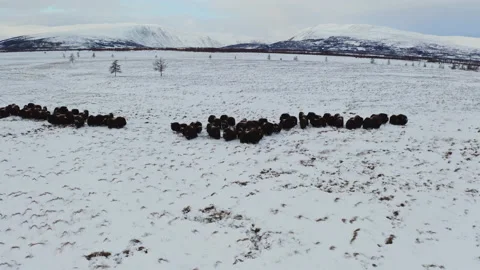 Musk ox Video stock 232208073