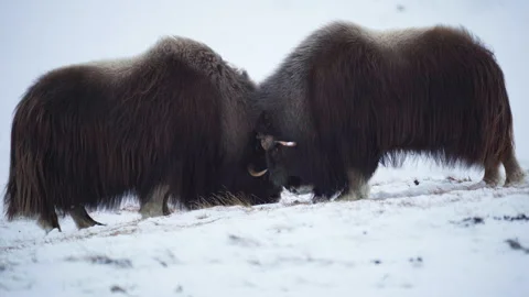 Musk Ox gentle headbutt Stock Footage 306095602