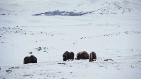 Musk Ox heard Stock Footage 306098660
