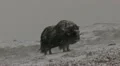 Musk ox in heavy snow Video HD