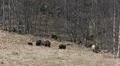 Musk ox herd HD Footage