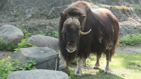 Musk Ox itches Stock Footage 25899452