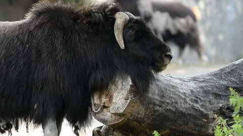 Musk-ox is itching on fallen tree Stock Footage 90213419