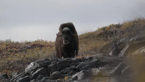 Musk Ox Looking Directly at Camera in Kangerlussuaq, Greenland 库存影片 345646848