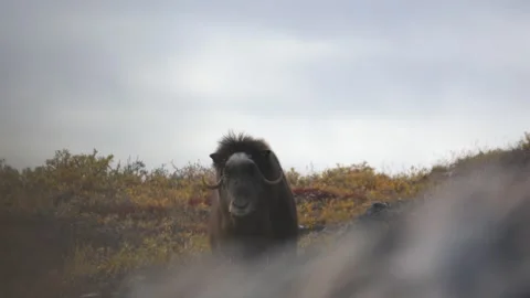 Musk Ox Looking Directly at Camera in Kangerlussuaq, Greenland Stock Footage 345647174