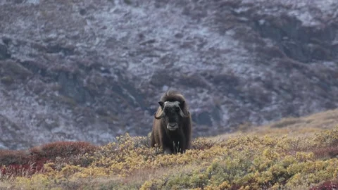 Musk Ox Looking Directly at Camera in Kangerlussuaq, Greenland Stock Footage 345648775