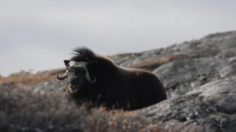 Musk Ox Looking Directly at Camera in Kangerlussuaq, Greenland Video stock 345663556