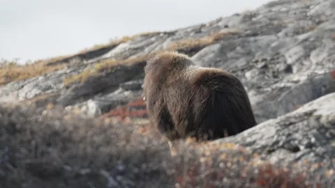 Musk Ox Looking Sideways from Rear in Kangerlussuaq, Greenland Video stock 345663310