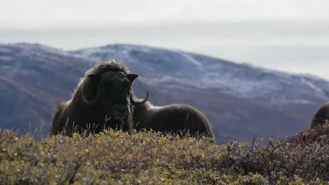 Musk Ox Looking Toward Camera Among Group in Kangerlussuaq Video stock 345663555