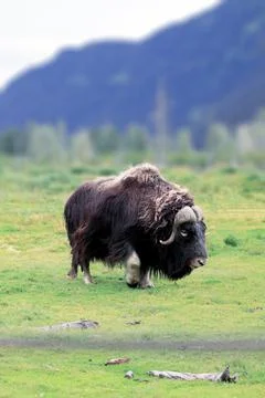 Musk Ox Stock Photos