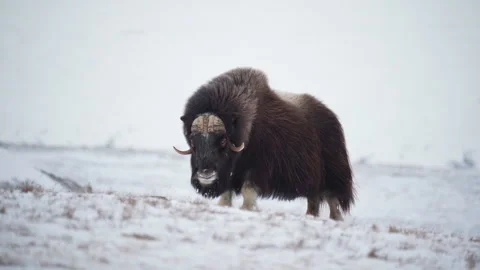 Musk Ox posing Stock Footage 306098035