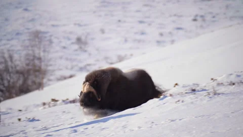 Musk Ox running downhill Stock Footage 306097239