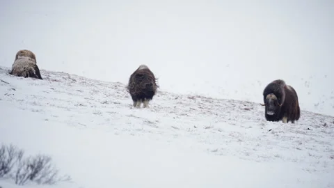 Musk Ox "shakes it off" Stock Footage 306092040