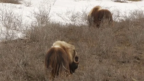 Musk Ox walking through grass Stock Footage 79173414