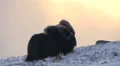 Musk ox in the wild Video HD