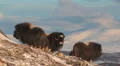 Musk ox in the wild HD 동영상