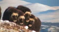 Musk ox in the wild HD Footage