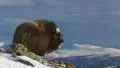 Musk ox in the wild HD 동영상