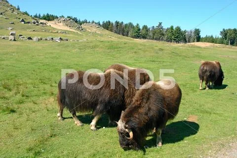 Musk oxen (ovibos moschatus) Stock Photos